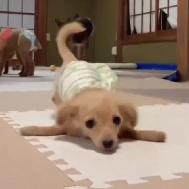 生まれつき前足に障害のあるワンちゃん、歩行補助具で走り回る姿が愛おしい「まるで天使ですね」「ターンもできてびっくり」
