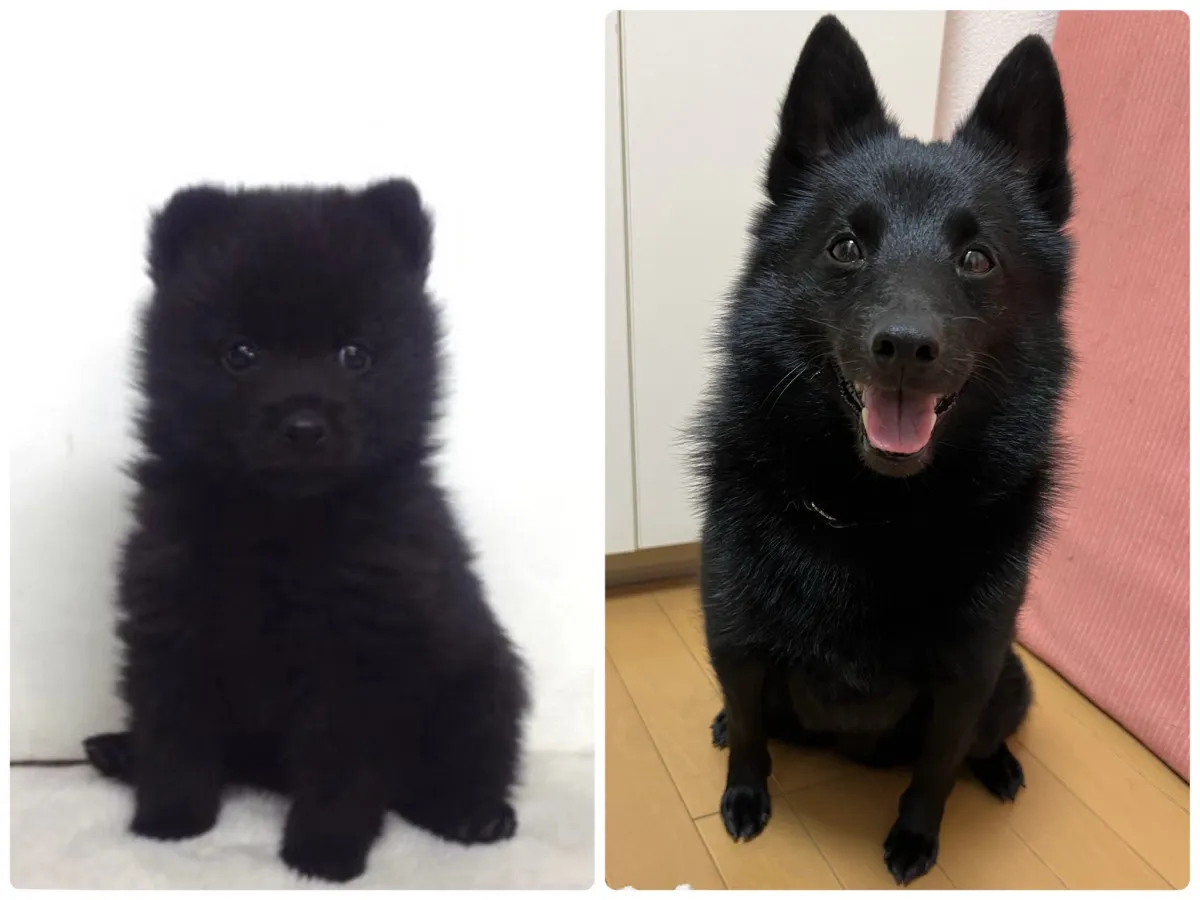 ”子熊のような子犬”が劇的な変貌…国内では珍しいスキッパーキの成長に驚き「走ると“黒い弾丸”です」