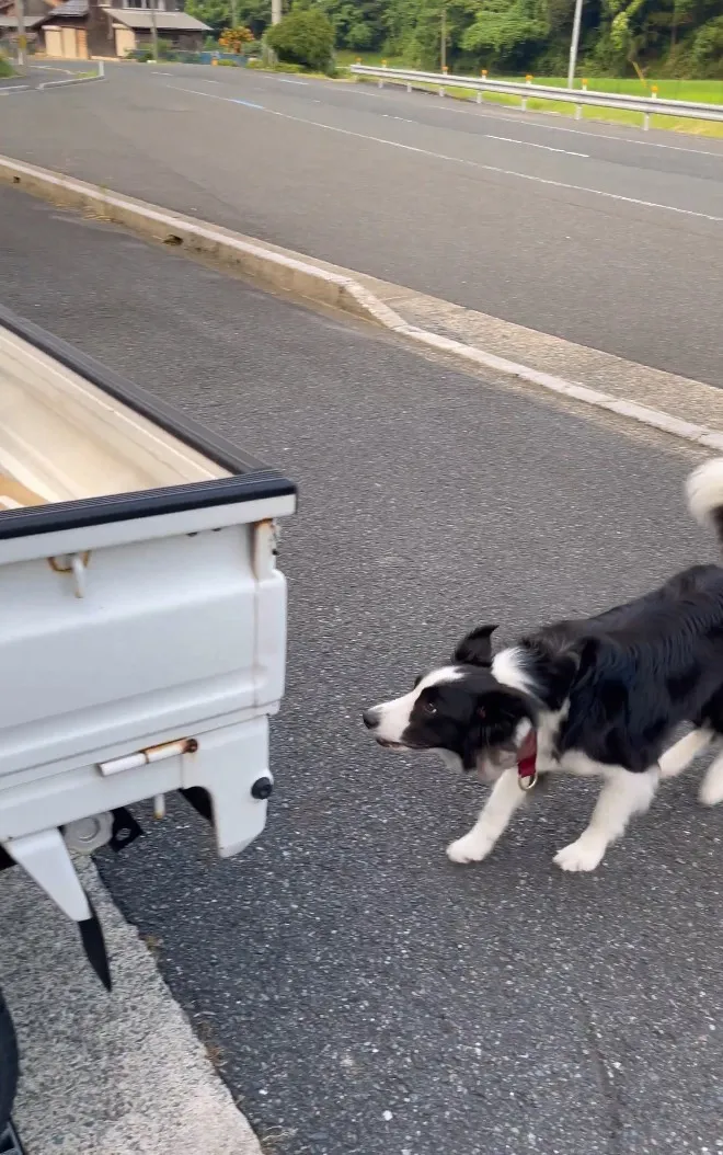 軽トラもひとっ飛び、スーパーアスリート犬の跳躍に目が点…「助走なし！」「余裕で飛び越えるのスゴすぎ」