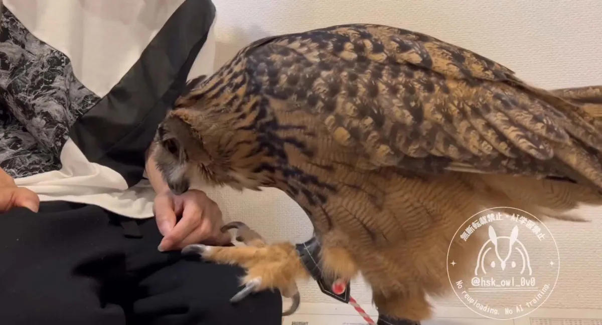 ”お仕事行かないで…”フクロウの愛情表現、大好きなパパの出勤を引き留める姿に「爪立てないでそっと触るの尊い」