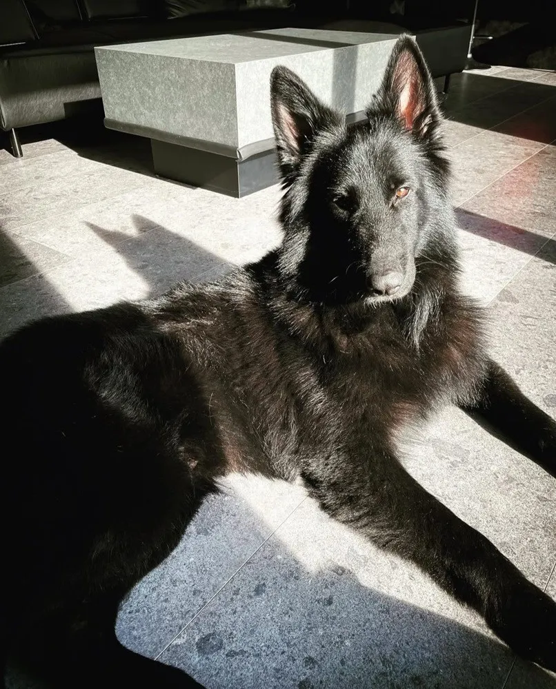 いつもは凛々しいシェパード、叱られると…？ 態度”激変ぶり”に「犬種が違って見えるほどシュンとしてる」