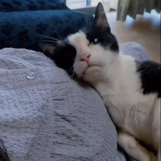 妊婦のお腹に顔をスリスリ、“赤ちゃん待ってる”猫ちゃんが尊い「わかるんだにゃ」