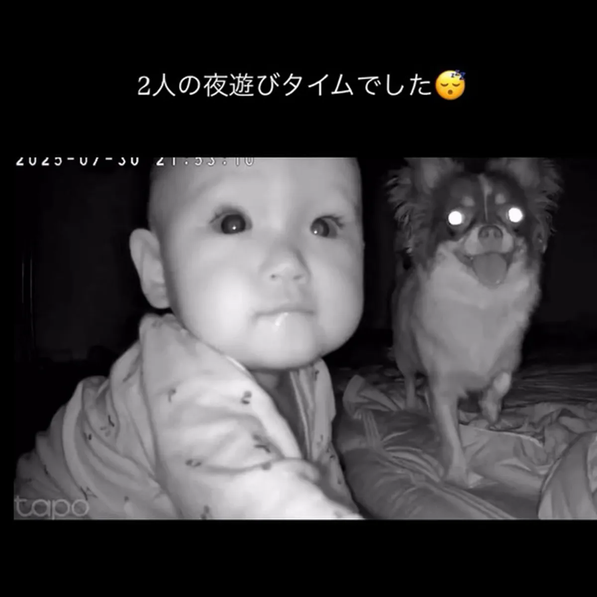 0歳娘とワンコの夜遊び…寝かしつけ後のベビーカメラに映った驚きの光景「天使と天使のお戯れ」