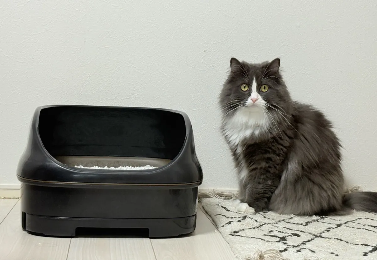 ”猫砂”にもキンモクセイの香りが登場…消臭もコスパも大満足、“紙なのに固まる猫砂”をレビュー