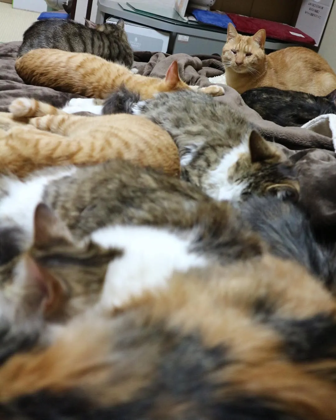 14匹の多頭飼い、なぜ？　目の見えない猫がつないだ”保護猫大家族”…その絆は「どんな困難も乗り越えられる心の支え」