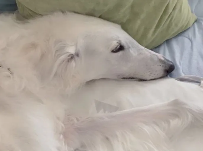 “美人すぎる”真っ白な毛並みのボルゾイ犬が幻想的「眠れる森の美女っぽい」「綺麗な顔ですよね〜」