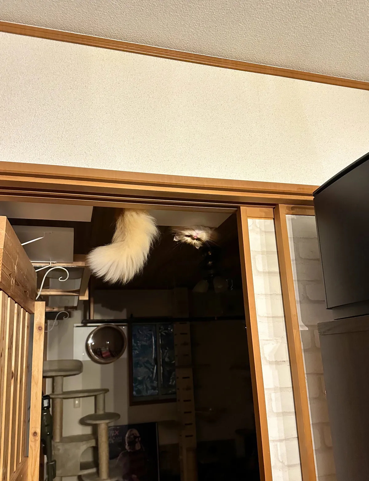 電気をつけるとそこには…逆さまで覗き込む猫の目が「真夏のホラー」「確かに…これは声出ますわ」