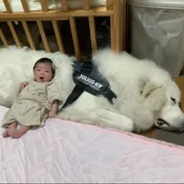 0歳児に“ベッド扱い”されるモフモフ大型犬&腕枕される猫の2年後の姿が尊い「守り神のよう」「まるでジブリの世界」