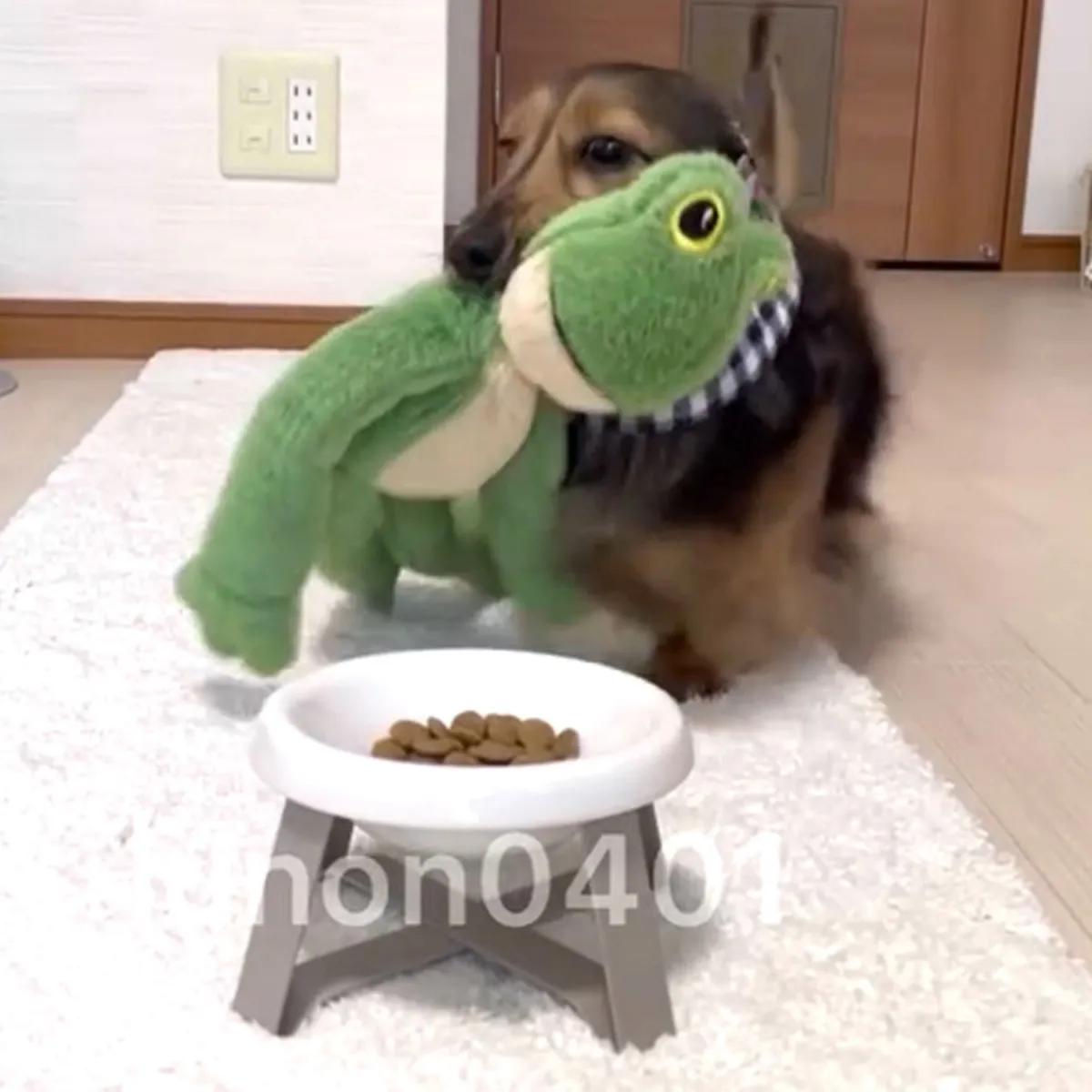 「食べてワン！」ぬいぐるみにご飯を食べさせたい犬が天使すぎる「一緒に食べると美味しいよね！」