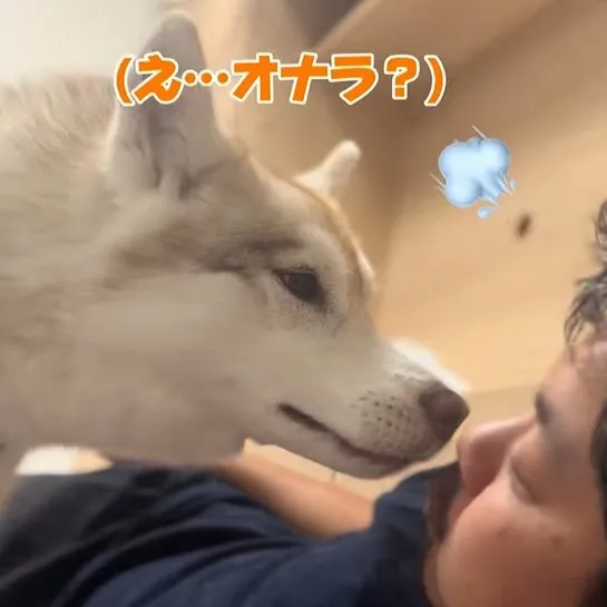 オナラの音に憤慨するハスキー犬、「やめろ！」とブチギレながら大暴走する姿に「最近で一番笑った」「本当に話しているよう」
