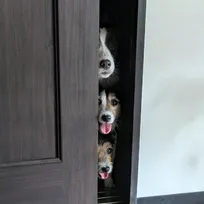 3匹のワンちゃん、まるで「ブレーメンの音楽隊」　身長順に並び…“入室NG”部屋に興味津々