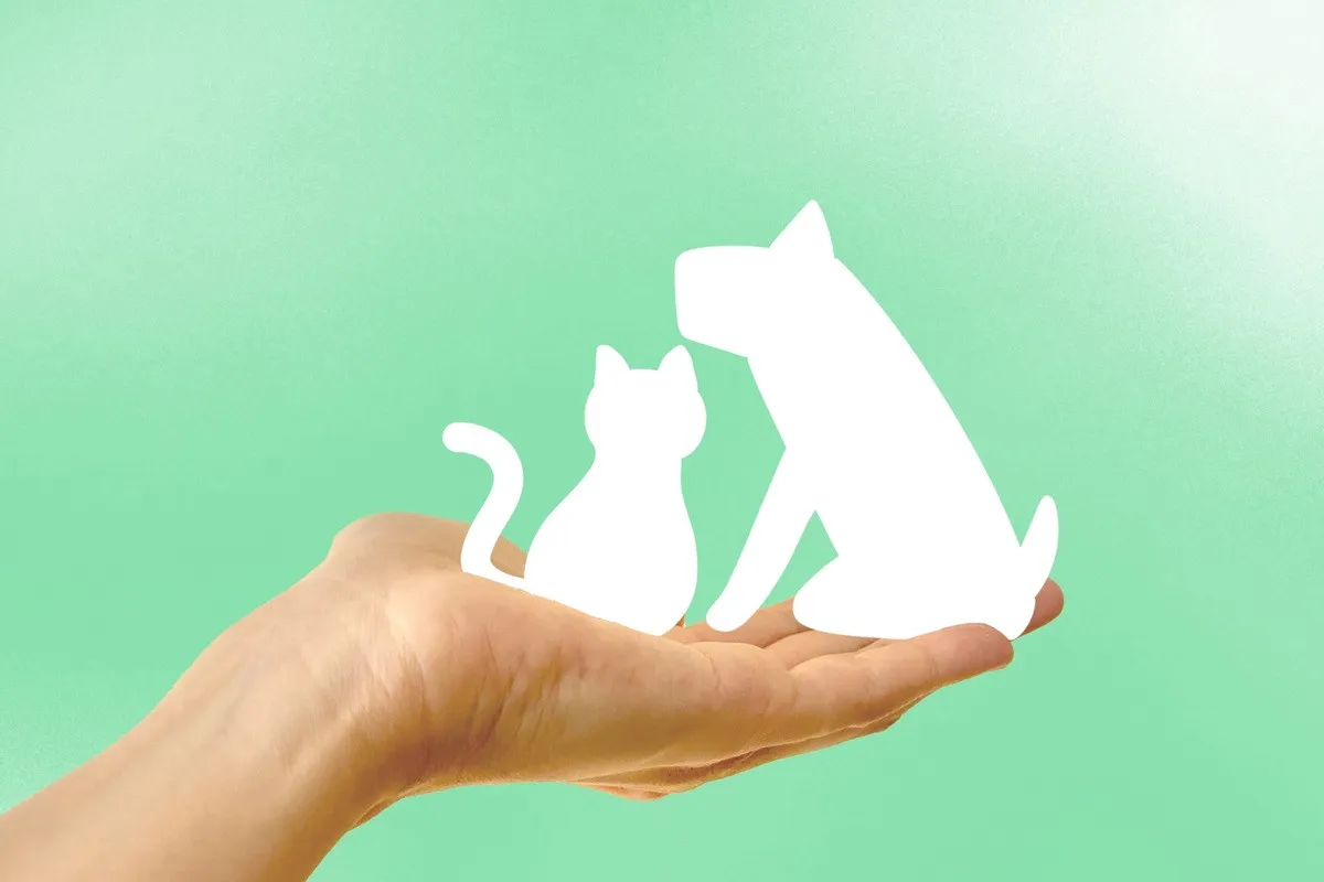 ファイナンシャルプランナーおすすめのペット保険(総合,小型犬,猫)、最新ランキング発表!