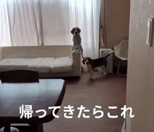 帰宅を待つ愛犬の“シュールすぎる”姿に飼い主「腹筋がつるくらい笑いました」　いつものことなのか聞いた