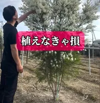 「めっちゃ良い香り」植木のプロが推す“植えなきゃ損”な庭木5選に560万再生「全部、植えたい!」「素敵です!」