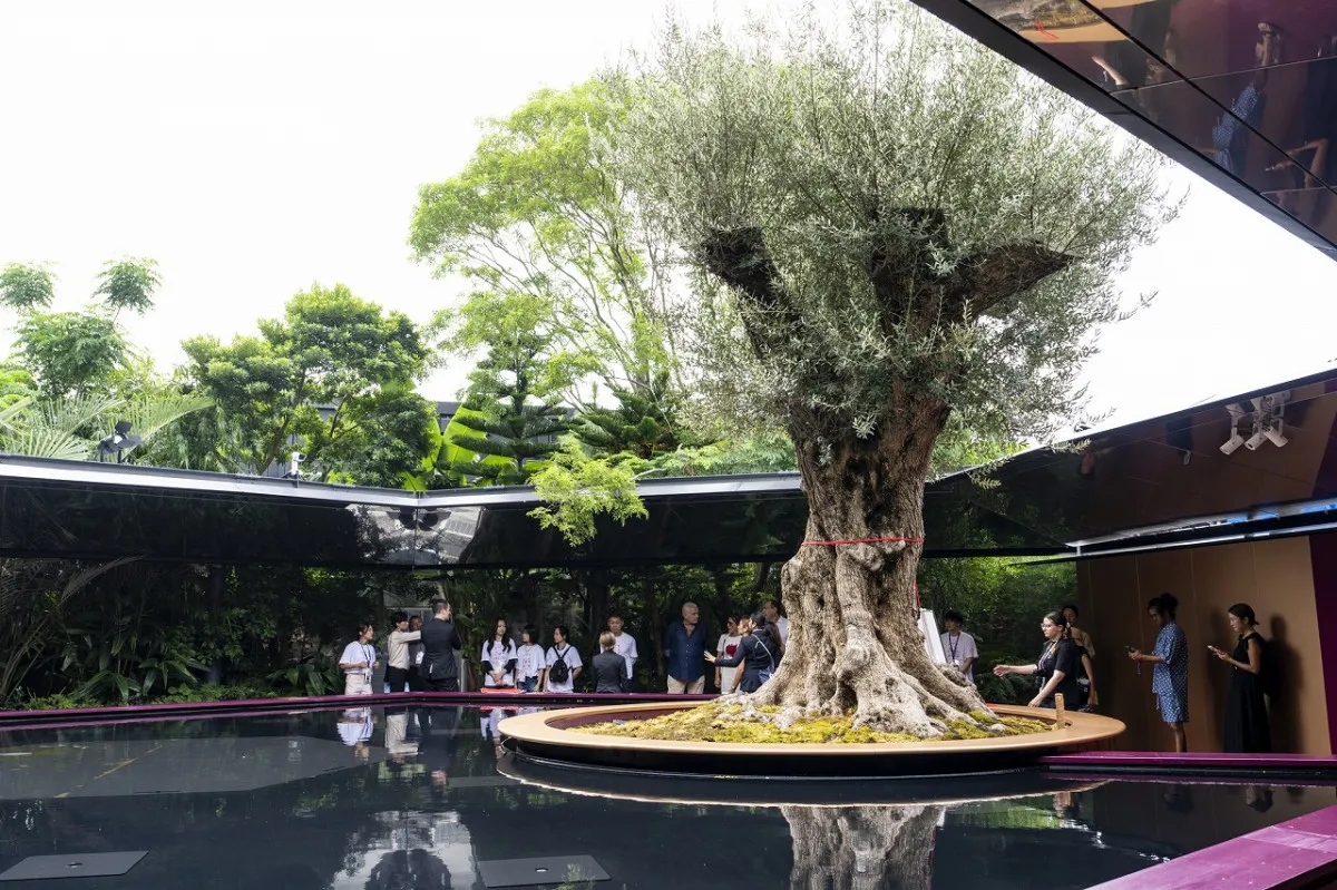 万博フランス館、樹齢1000年の「オリーブの木」日本に継承へ　入札受付を開始