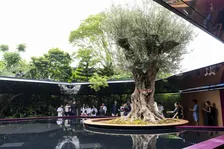 万博フランス館、樹齢1000年の「オリーブの木」日本に継承へ 入札受付を開始