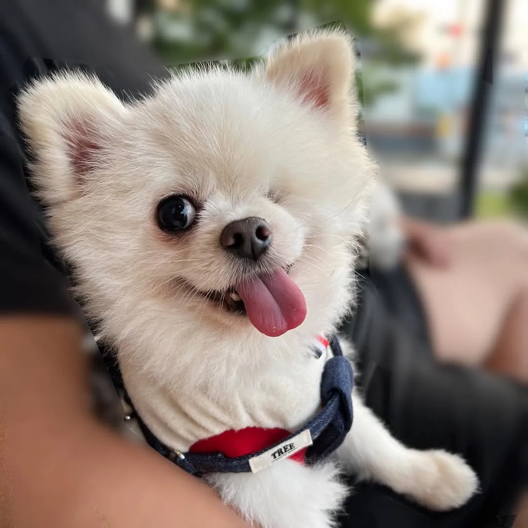 “左目がないポメラニアン”…その名前は? 生き抜いた元繁殖犬、幸せな現在の姿に反響「名前ピッタリすぎる」