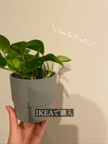 IKEAで買ったポトスを“タブーだらけ”で育てたら…3年後の姿に「すっごw!」「ラプンツェルの髪みたい!」