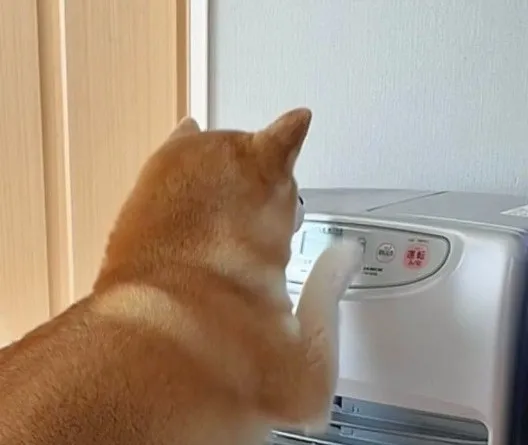 “あぁ寒い…”暖房ぽちっと、急な冷えで“野生の心”失った柴犬に「とうとう自分で」「マスターしちゃいそうな手つき」