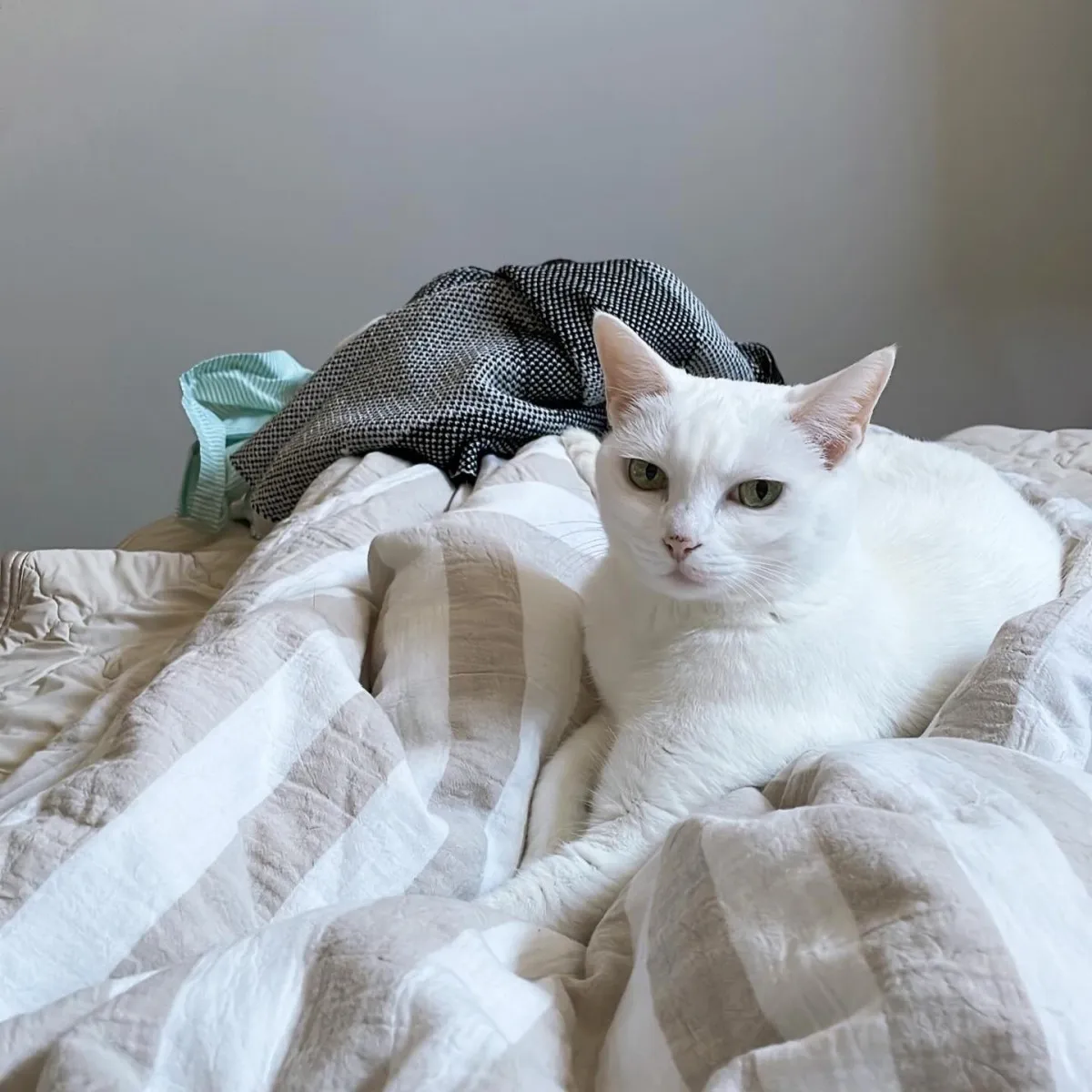 11年前コンビニ裏で保護された猫が…まさかの“大女優”に?「自分を北川景子だと思っている」「水を飲むだけで、この気品!」