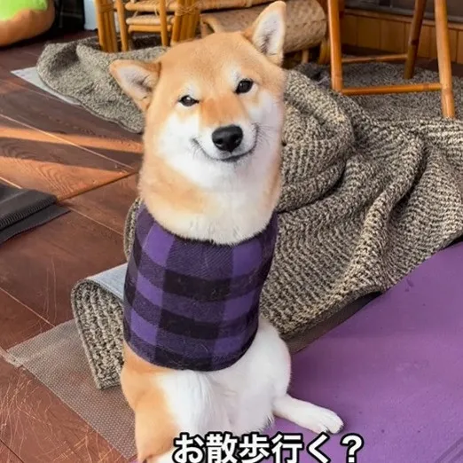 生まれつき前脚のない柴犬&障害あるチワックス、散歩に大興奮する姿が愛くるしい「全身で表現してて可愛い」