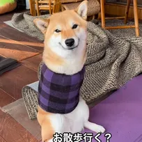 生まれつき前脚のない柴犬&障害あるチワックス、散歩に大興奮する姿が愛くるしい「全身で表現してて可愛い」