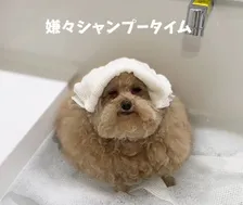 まるで“歩くいなり寿司” シャンプー&カットされたトイプーの姿が話題「こんな可愛いわんこ初めて見ました」