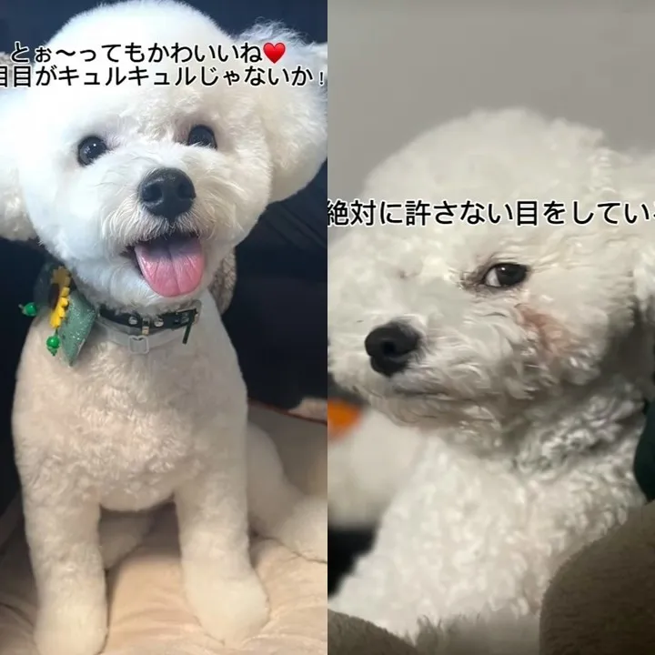 同じ犬とは思えない…奥さんと旦那さんへの対応で“別犬”になっちゃう表情差に驚き「旦那何した(笑)」