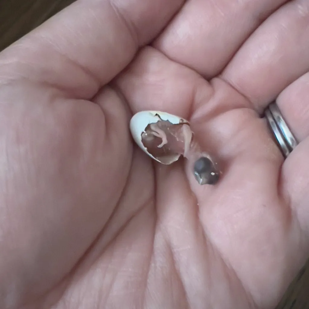 親鳥が育児放棄したヒナを人工育雛、“指サイズ”から奇跡の成長姿に「よくぞ、こんなに大きく…」「本能ってすごい」