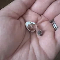 親鳥が育児放棄したヒナを人工育雛、“指サイズ”から奇跡の成長姿に「よくぞ、こんなに大きく…」「本能ってすごい」