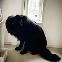 「妖怪…？」怒られて限界まで小さくなったシェパード、子熊のような暴れん坊…黒いワンコたちの激変ぶり