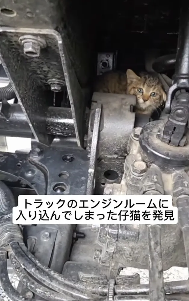 「よく生きててくれた」半日走り続けたトラックから見つかった子猫…衝撃の発見場所に「奇跡としかいいようがない」