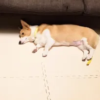 ごはんを拒否し続けたコーギー、「ねてないで食べろー!!」心の声を訴えた飼い主の”ある手法”に「かわいすぎて、笑いました」