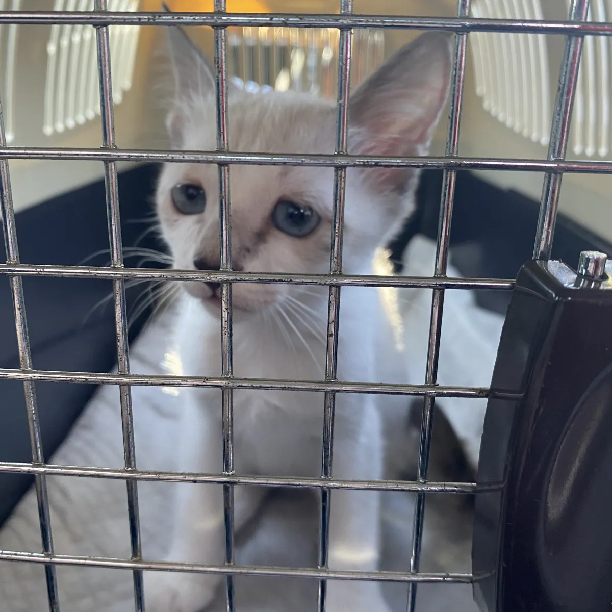 悲しそうな顔の保護猫「愛情かけたら顔つきも変わるかな？」→4年後…変わらない“ぴえん顔に485万表示「地顔だったのね」