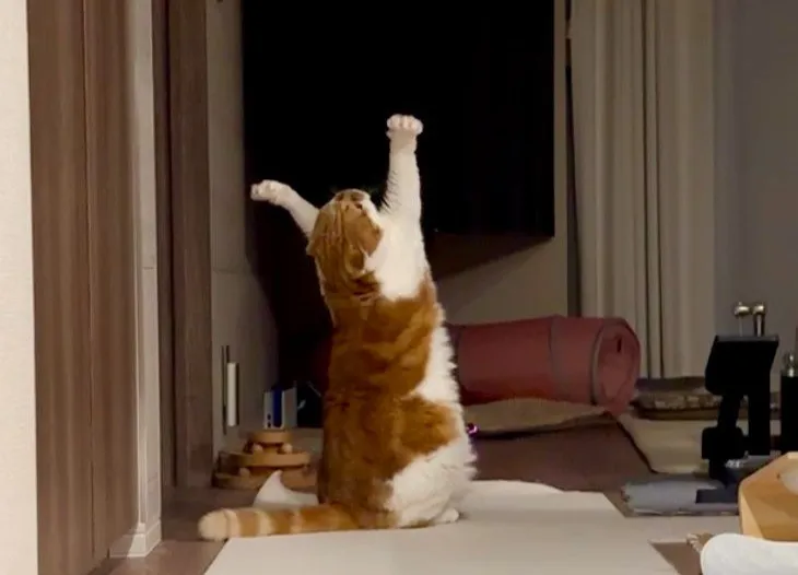 「元気玉集めていたかも？」愛猫が立ち上がり両腕を大きく広げてポーズ“祈りをささげた姿”に予想相次ぐ