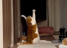「元気玉集めていたかも？」愛猫が立ち上がり両腕を大きく広げてポーズ“祈りをささげた姿”に予想相次ぐ