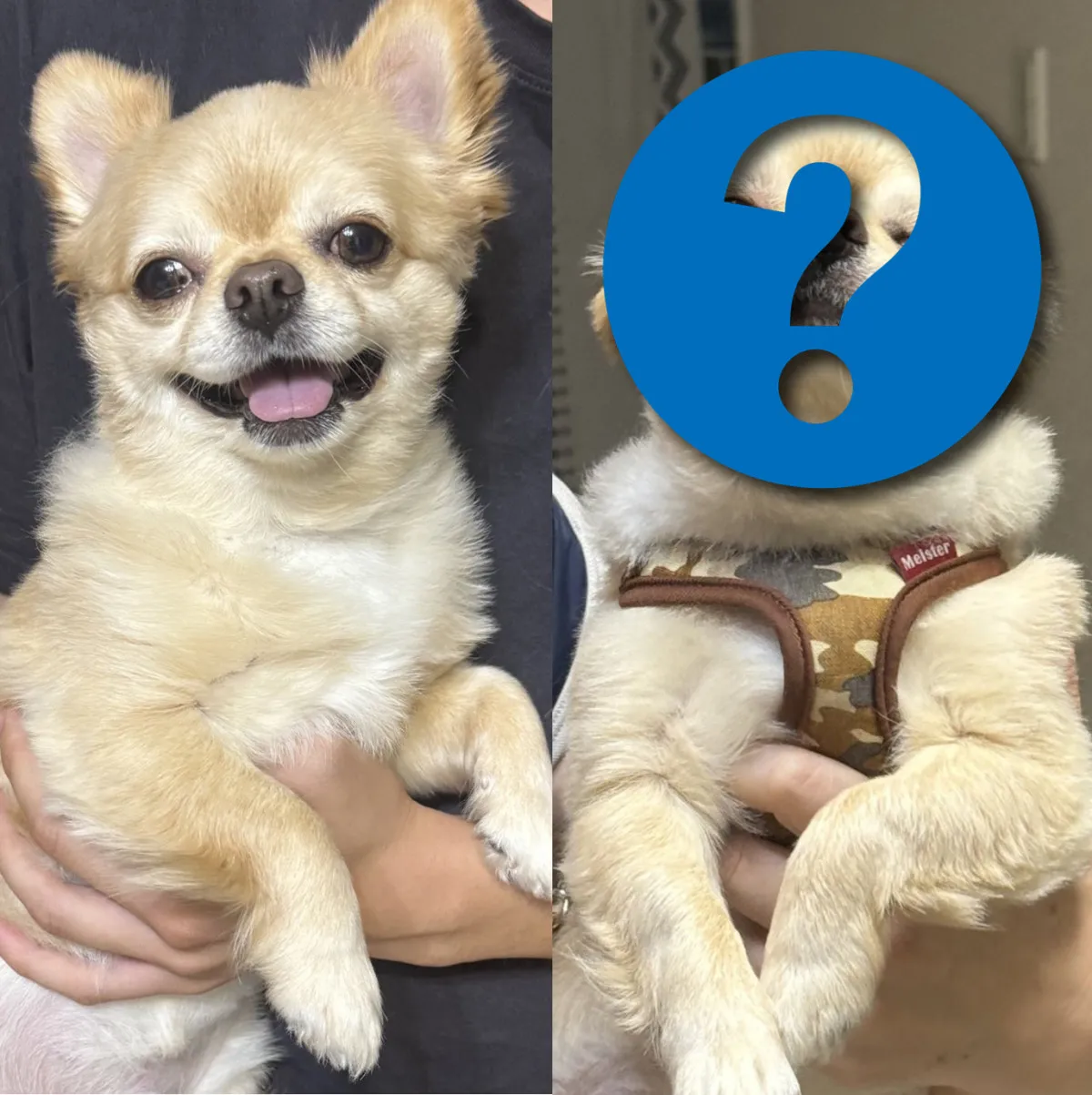 抱っこ相手でそんなに変わる？　弟はニコニコ、母は脱力顔…ビジュアルを使い分けるチワワに「顔どうした（笑）」「どちらにも愛を感じる」