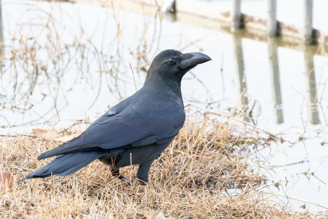 京都市動物園が「白いカラス」動画公開して反響　「なんと美しい」「ホントに居るんだ…」「なんと美しい」「神の使い」