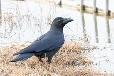 京都市動物園が「白いカラス」動画公開して反響　「なんと美しい」「ホントに居るんだ…」「なんと美しい」「神の使い」