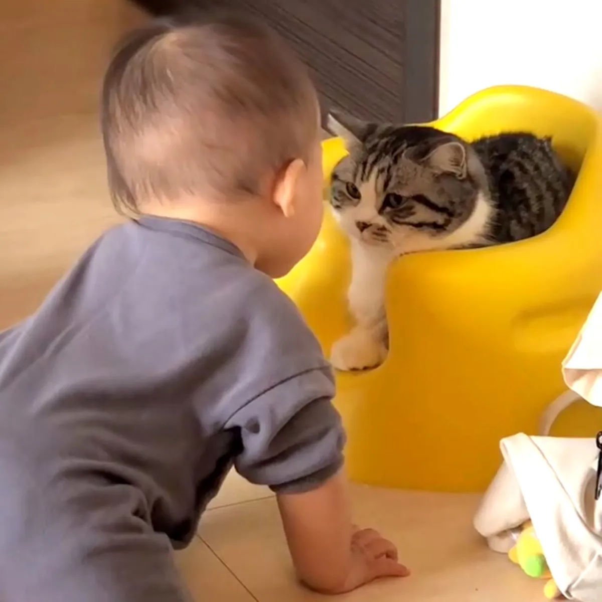 赤ちゃんvs猫、椅子を奪い合う仁義なき戦いに200万回再生「むちむちともふもふの戦い」「優しいパンチ」