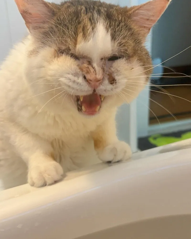 風呂に入る飼い主を心配？　ブチギレ顔で駆けつける猫に「愛ですね」「守ろうとしてくれてるのね」