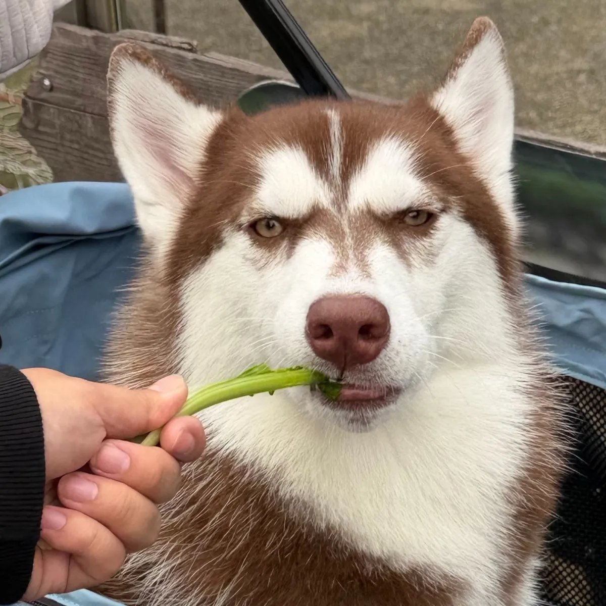 「葉巻をくわえるシベリアンマフィア」お口に合わない菜っ葉を食したハスキー犬のワイルドな表情変化に「人間が中に入っているんじゃないか？」