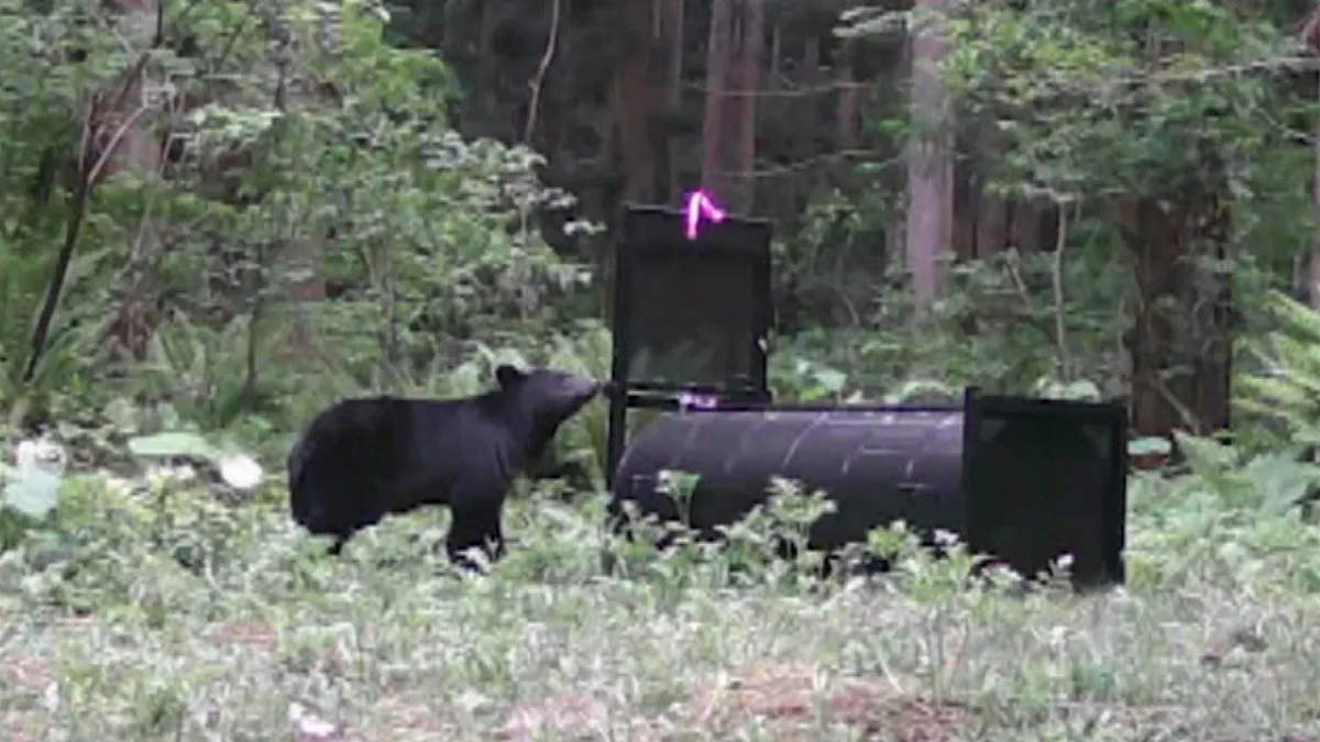 クマの行動追跡→研究者も驚くような行動をとっていた　NHKスペシャル「独自調査」“クマ異常事態”の真相に迫る