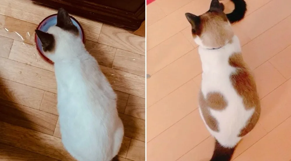 保護した当初真っ白だった子猫→数ヶ月後…まるで“焼きちくわ”な背中模様に「愛情が焼きついたんだ笑」「こんがり焼けて可愛い」