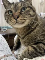 「声が出るのを必死で我慢した」保護から10年、初めて膝に乗ってきた猫と”距離が縮まった”切ない理由
