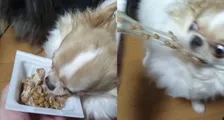 「こいつ…やべぇぞ」納豆のパックに食らいつくチワワの豹変ぶりに12万いいね　顔も床も“大惨事”