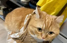 米袋にすっぽりハマって“悟りを開く”猫に4.4万いいね　救出した直後、まさかの行動に「まったく懲りていない」