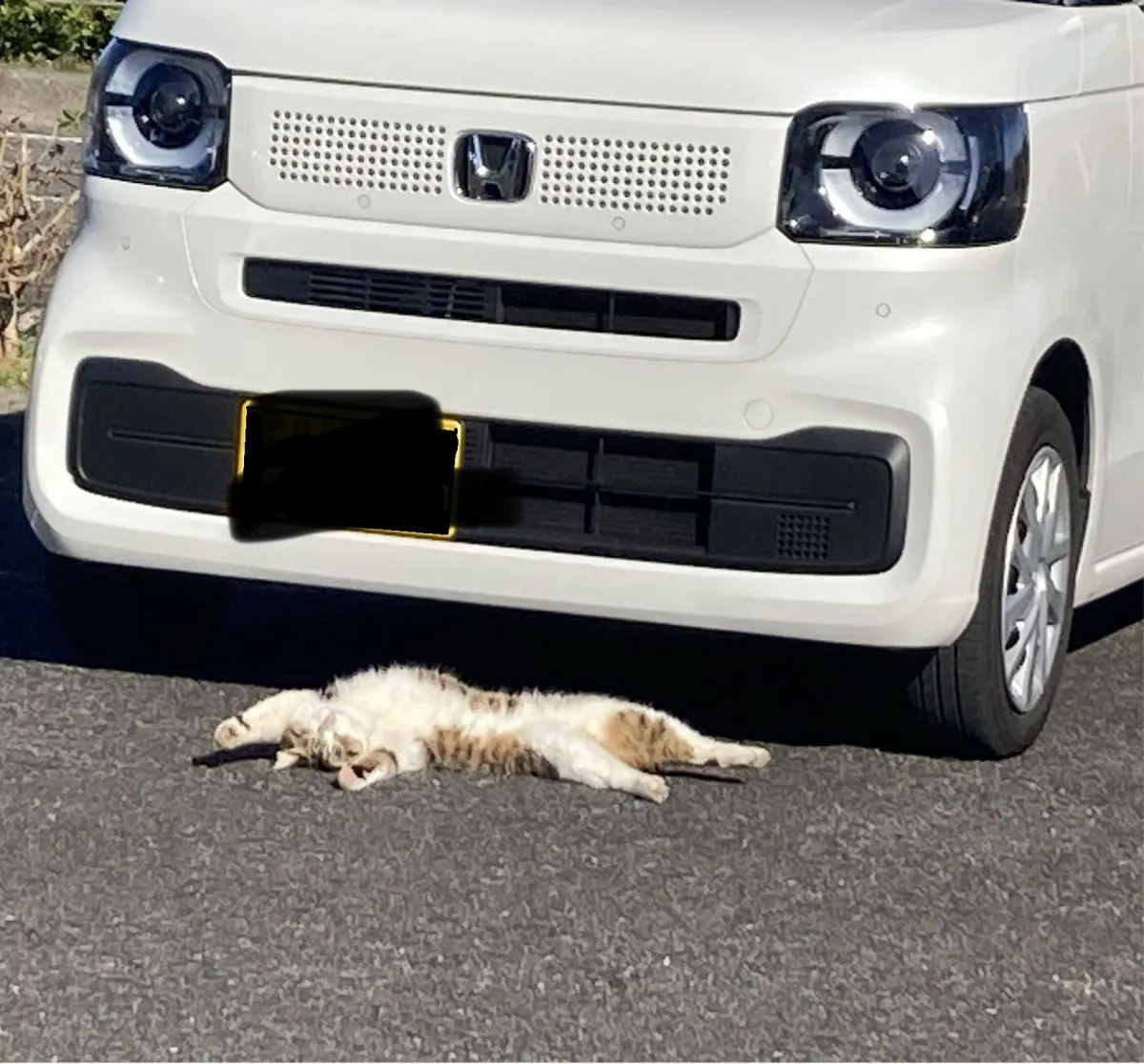 車の前で倒れる猫にヒヤリ…直後のまさかの行動に4.4万いいね、常連客が語る真相