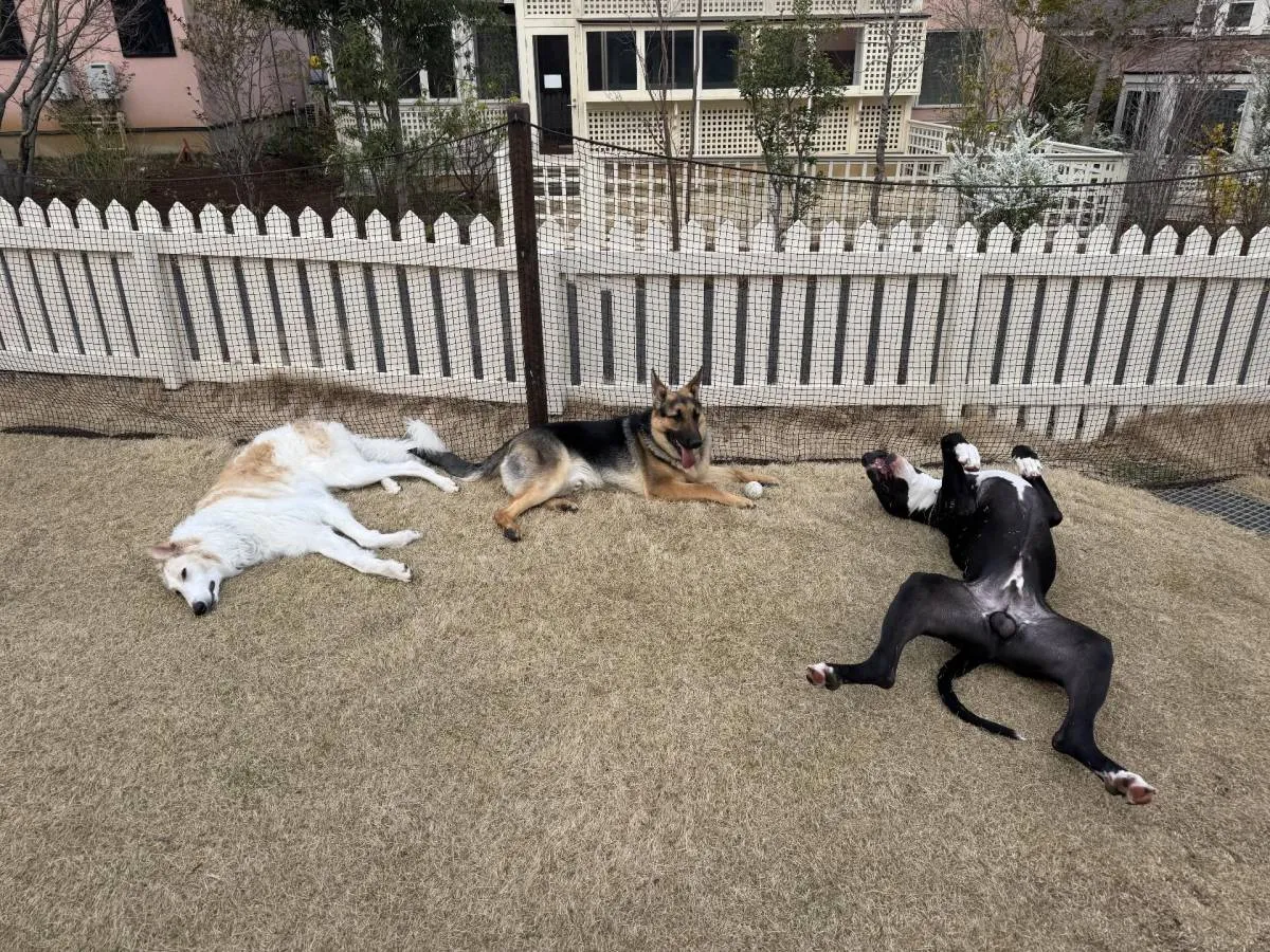 「絨毯のようにぺったんこ」「おっぴろげすぎ」大型犬3頭の“三犬三様”すぎる休憩姿に反響、飼い主は「いつも通りの光景」