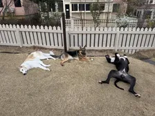 「絨毯のようにぺったんこ」「おっぴろげすぎ」大型犬3頭の“三犬三様”すぎる休憩姿に反響、飼い主は「いつも通りの光景」